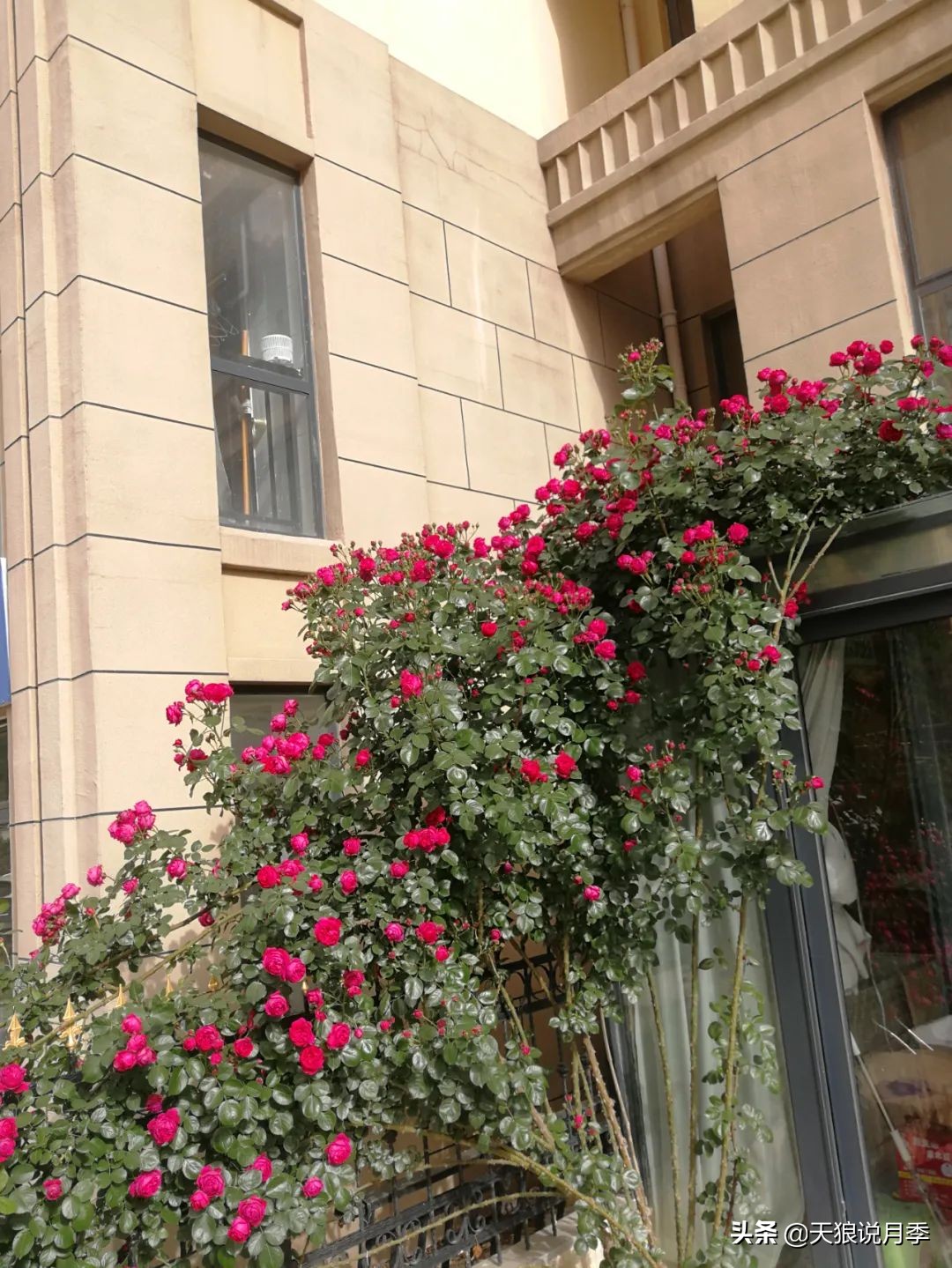 天狼推荐花墙月季品种,天狼月季罗衣花墙