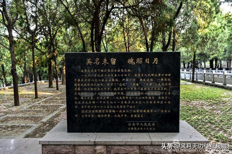 济南一颗梧桐树,济南的法国梧桐