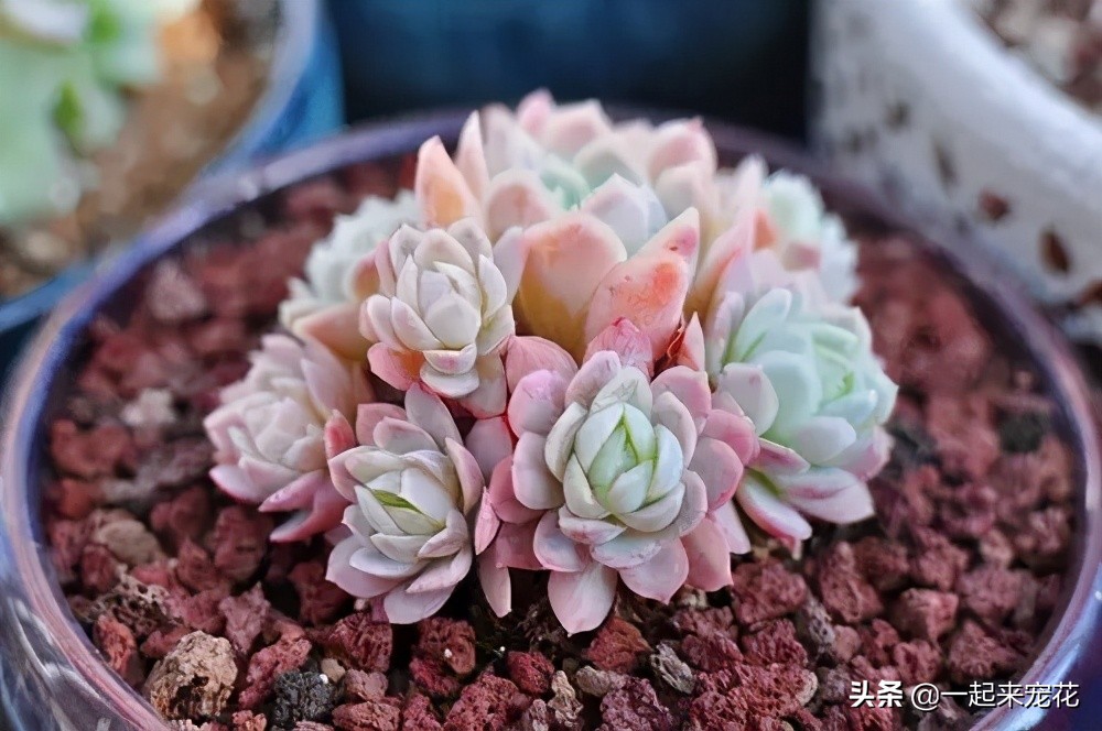 多肉冰梅老桩养殖方法,夏季冰梅多肉怎么养