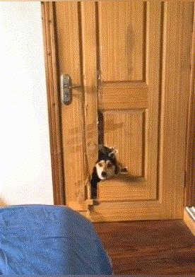 特别搞笑的大哥图片,大哥动图搞笑