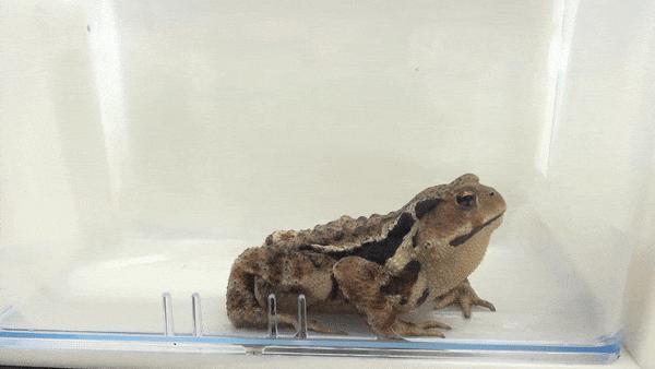 青蛙被昆虫吃掉的视频教程,水甲虫被青蛙吞食