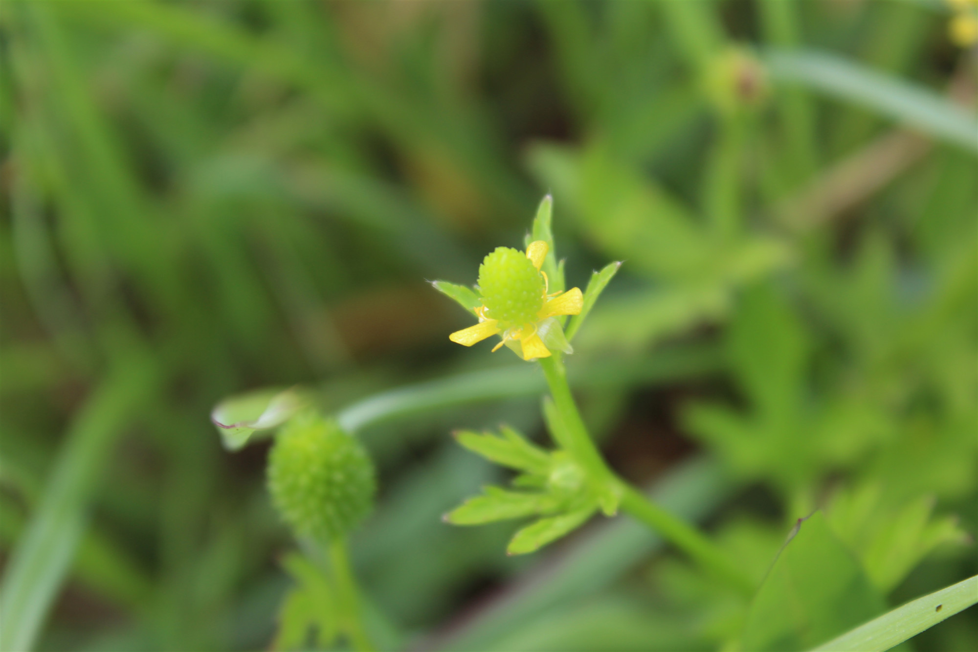 中药石龙芮是什么意思,中药石龙芮的功效与别名