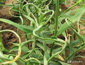 大姜癞皮病专用药剂,如何防治癞皮姜