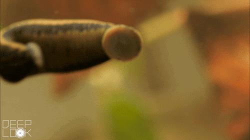 不小心把蚂蝗吞进肚子里会死吗,误吃蚂蟥在身体里能活吗