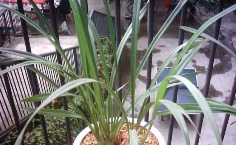 盆栽植物怎么浇水土不流失,盆栽里的土有点板结