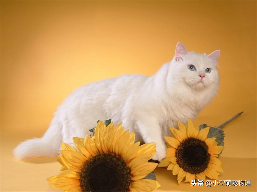 家里没有猫想撸猫怎么办,想撸猫但是猫害怕怎么办