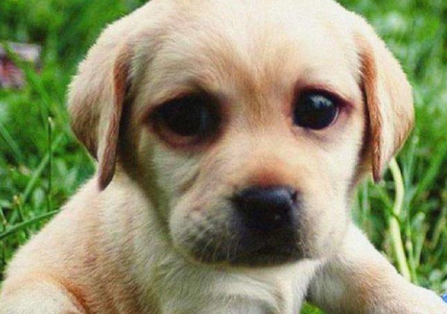 买狗千万不能说的话,买狗需要注意什么才不会被坑