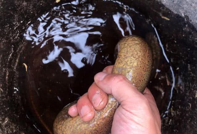 为什么河岸边石头缝里钓到的黄鳝更肥更大?老头给了我答案