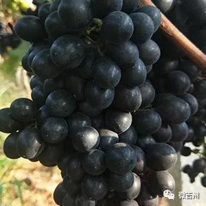 十大特色扶贫产品,第十七批全国扶贫产品名录