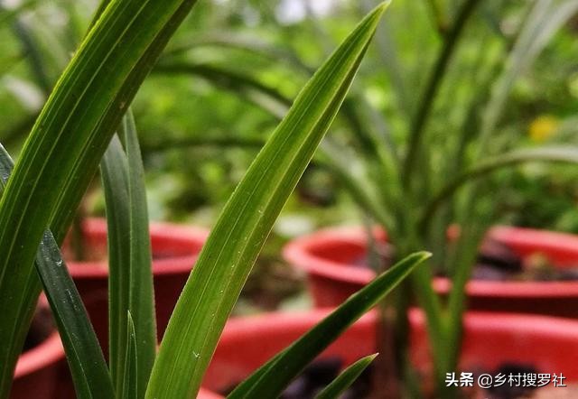 松针树底下的腐殖土种兰花怎么样,柳树叶加腐殖土种兰花好用不好用