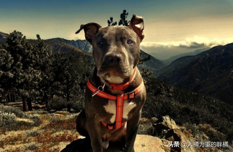 这几种狗狗千万别养,这6种狗狗值得养