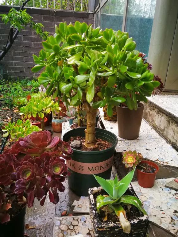 养芦荟变粗的技巧,芦荟玉树养殖方法