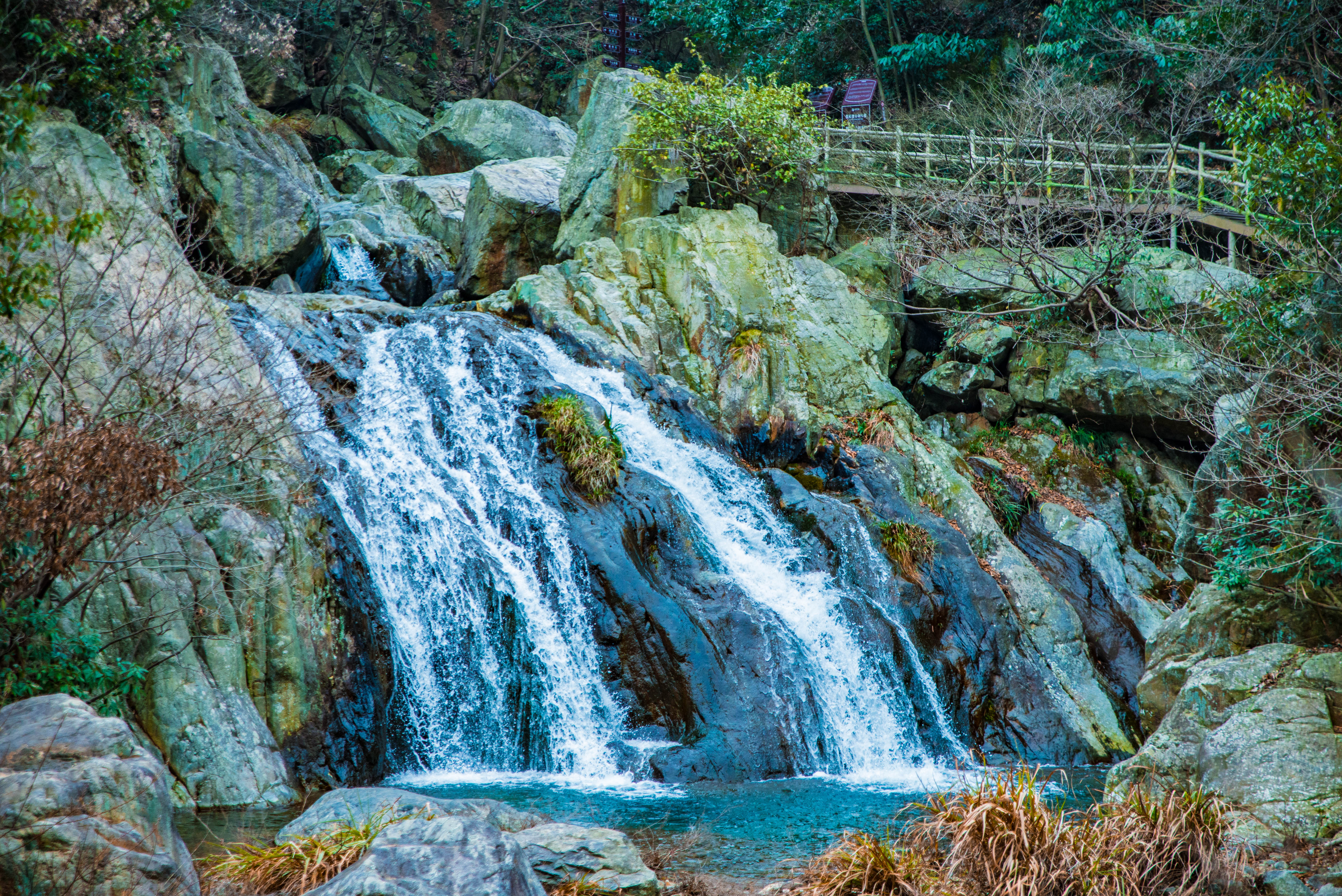 中国最大的野生玉兰,安徽天堂寨玉兰谷