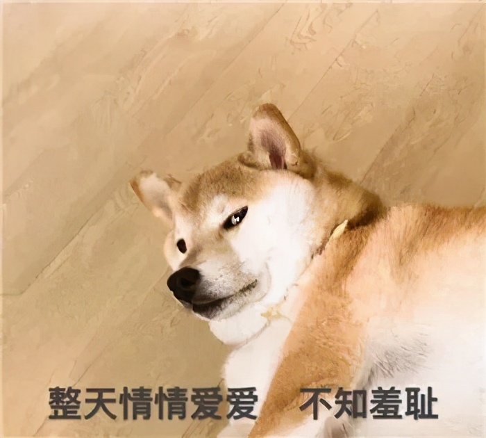 博美怀孕了会怎样,二哈让博美怀孕