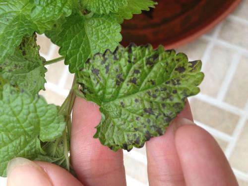 薄荷枯萎能自愈吗,薄荷移盆后枯萎怎么救活