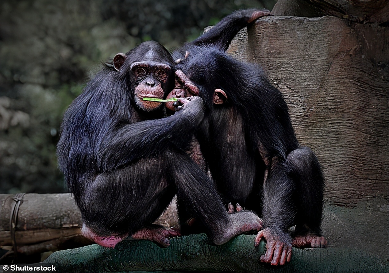 海豚的外形特征及繁衍方式,海豚生殖方式
