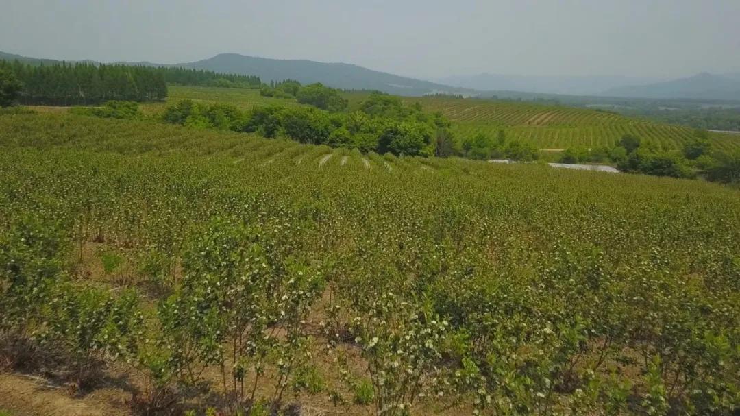 四川小黑果,新水果小黑果