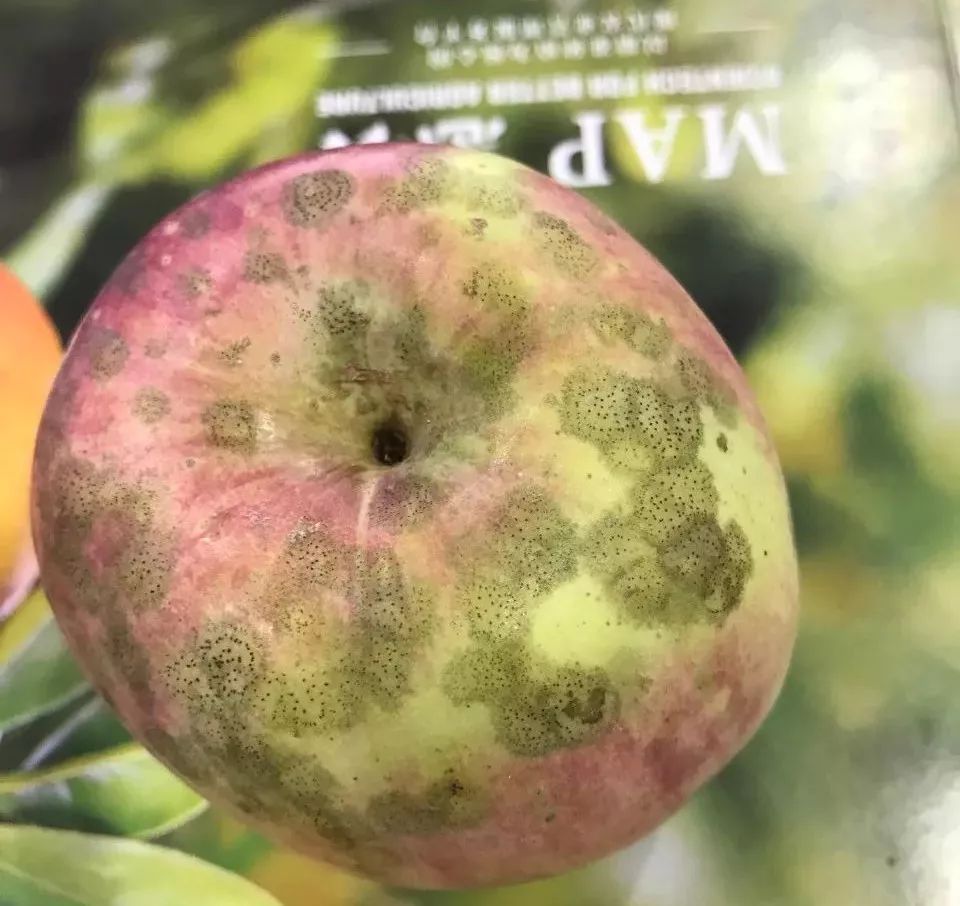 吃苹果不小心吞了虫子有什么后果,吃苹果咬到多少条虫最可怕