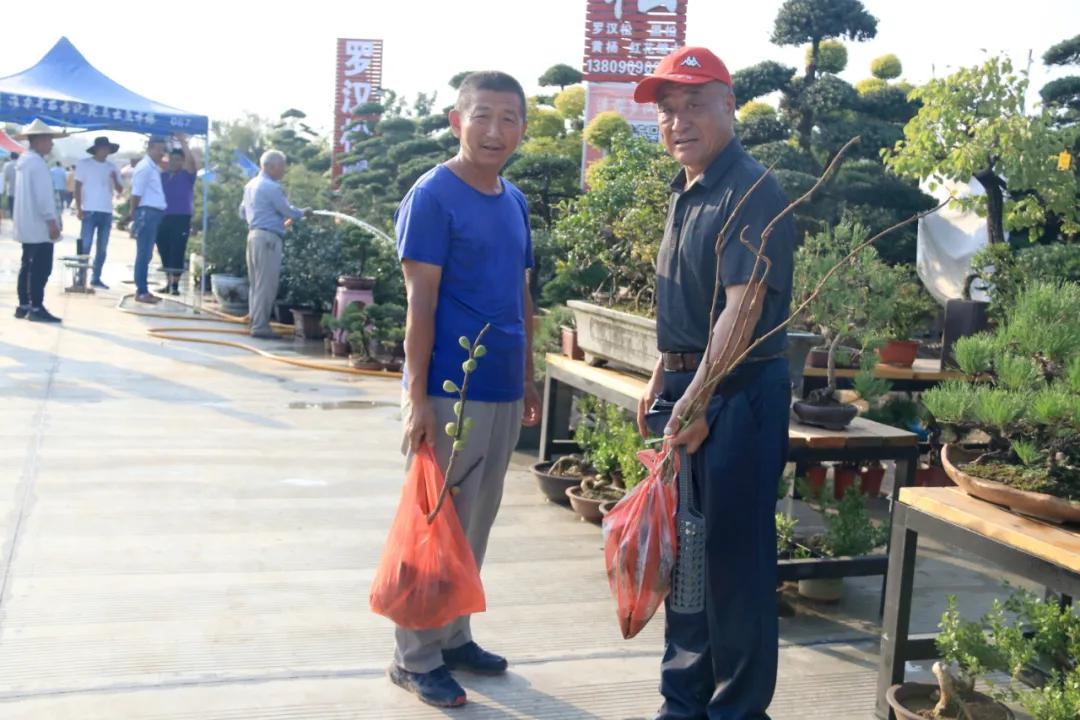 花木盆景活动,秋冬季花木节盆景展