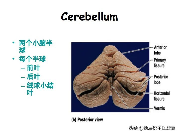 中枢神经系统断层解剖讲解,中枢神经3d解剖动画