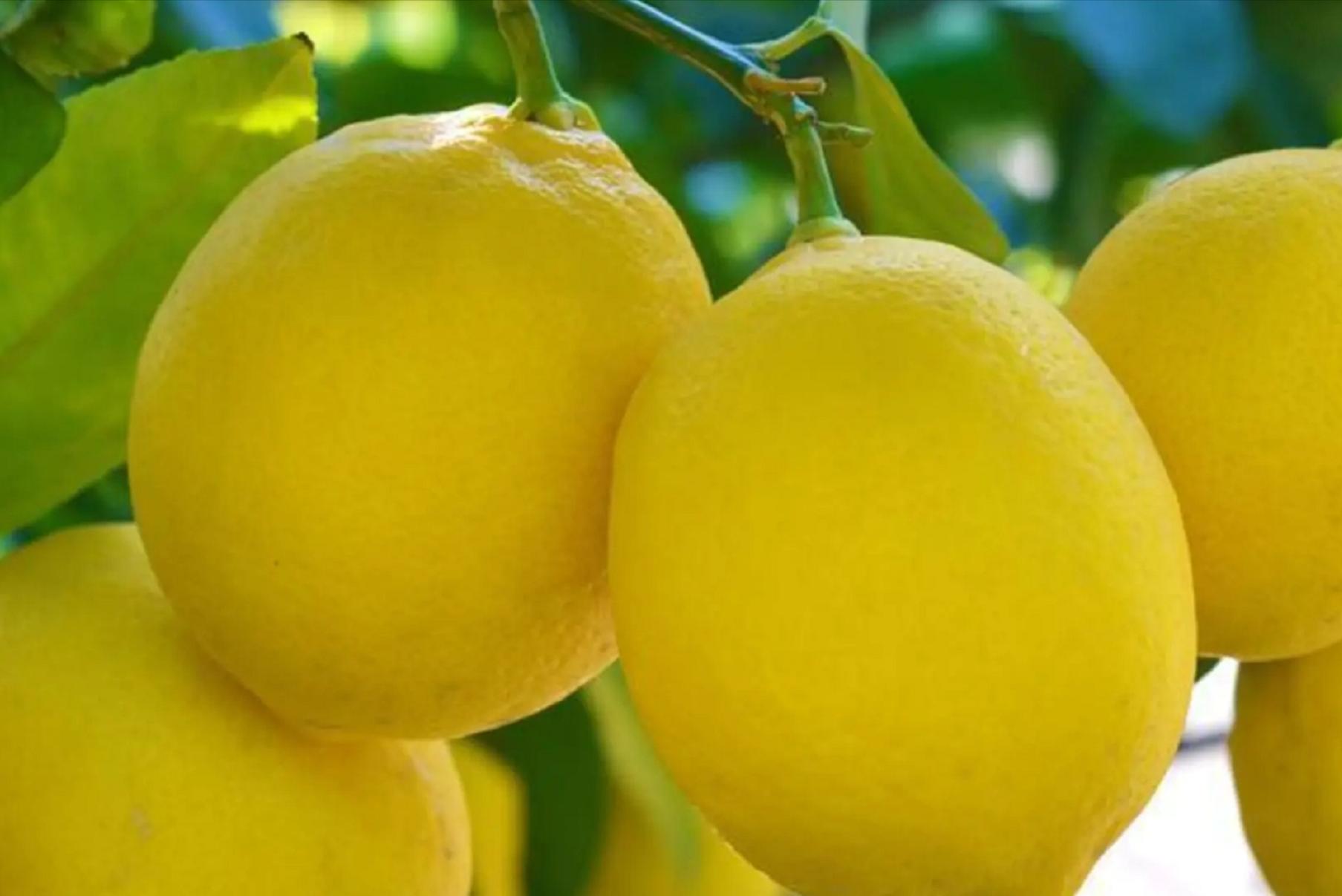 价格直逼猪肉，广东柠檬成“精”了，我是你泡不起的柠檬