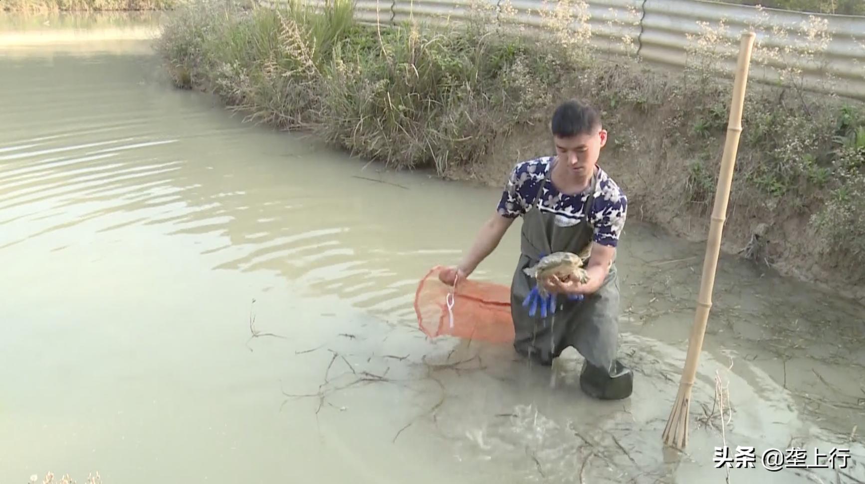 山东小伙一天卖500百只甲鱼,湖北小伙甲鱼一年卖出上千万