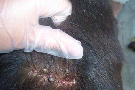 头上有虱子卵的虱子怎么彻底清除,头上长虱子怎么彻底去除更方便