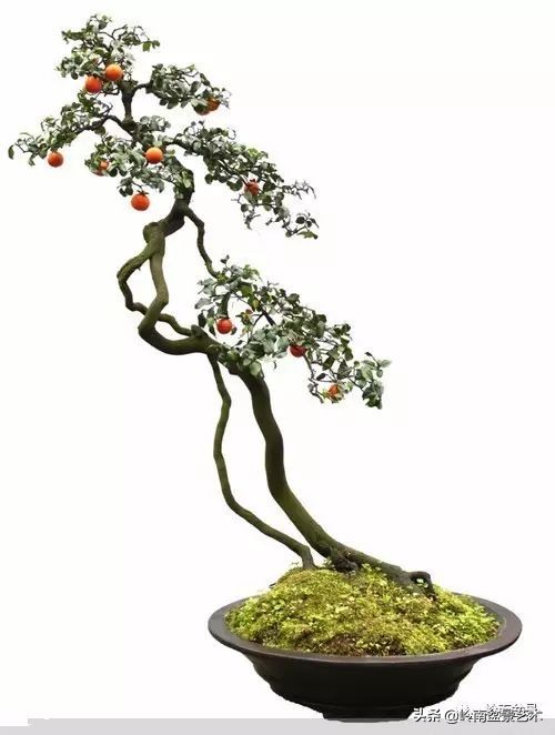 盆景结顶的形式,最好的盆景结顶方法