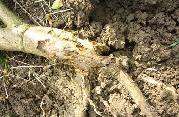 南丰蜜桔的破皮病的预防,南丰蜜桔现在打什么农药