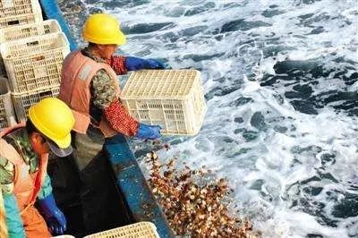 獐子岛扇贝逃跑,獐子岛扇贝跑路史