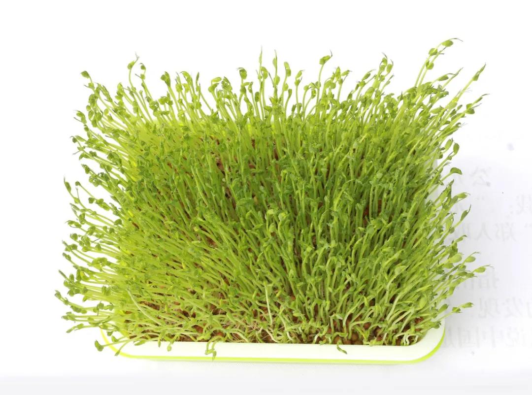 室内空心芽苗菜无土栽培种植,芽苗菜的种植方法全集免费看