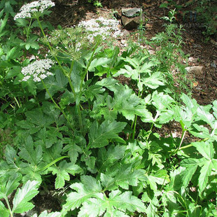 独活与羌活的植物区别图片,羌活属植物都有什么