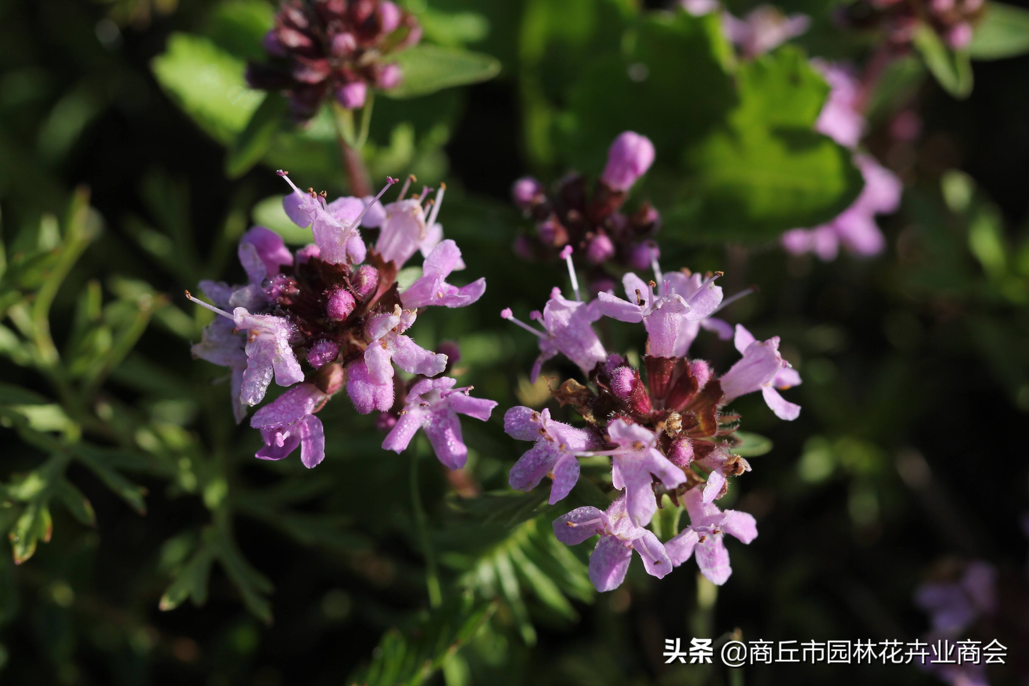 香草植物哪个最好闻,香草味道大的植物