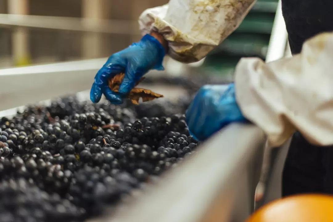 红葡萄酒酿造程序图,怎样酿造红葡萄酒好喝呢