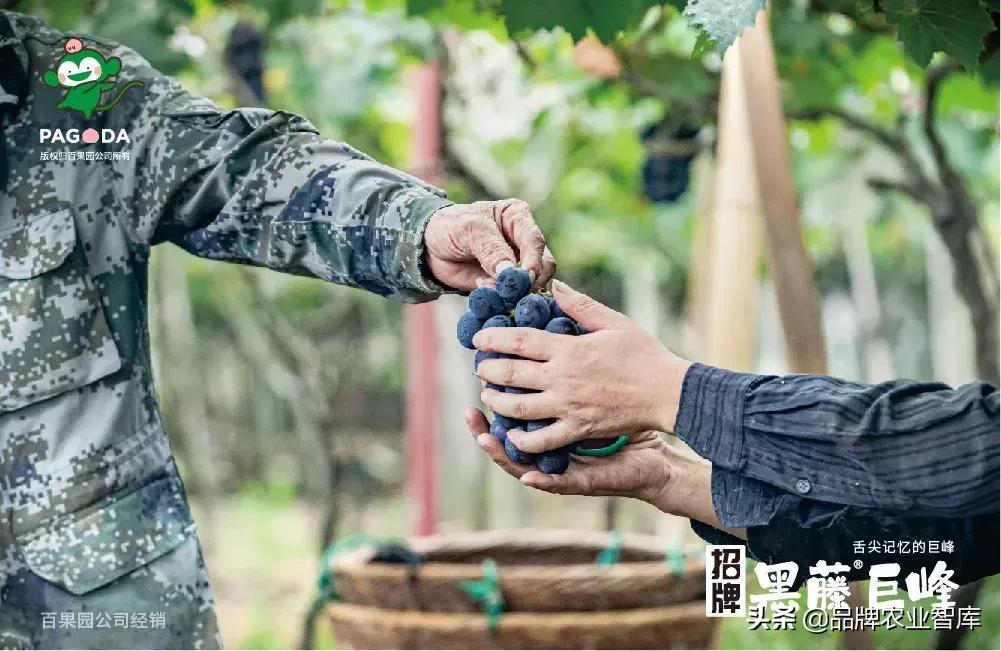 巨峰葡萄在中国的历史,巨峰葡萄谁引进