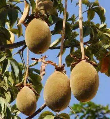 各个属相的幸运植物,十二属相的吉祥植物是什么