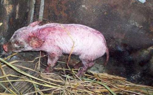 保育猪渗出性皮炎的治疗,猪渗出性皮炎的原因和治疗方案
