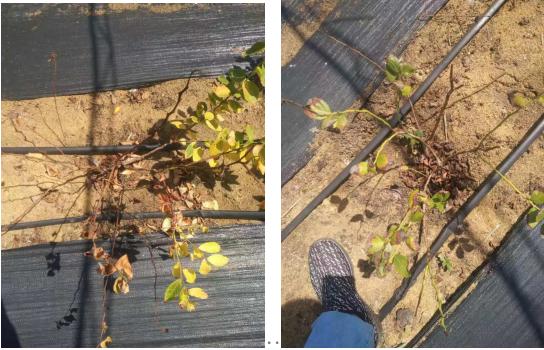 蓝莓虫害最佳防治时间,蓝莓常见虫害及防治知识回答