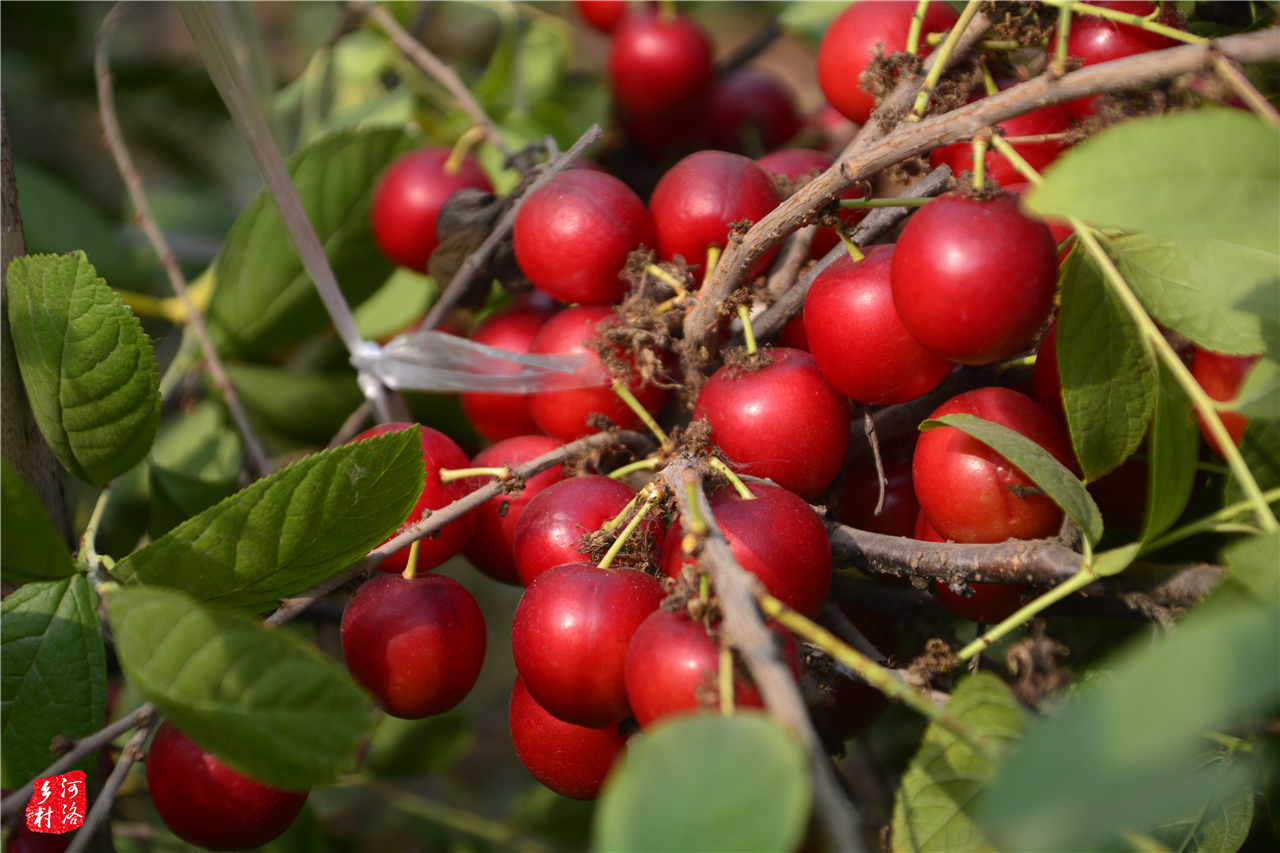 原产中国的农村野果,中国野果骗局揭秘