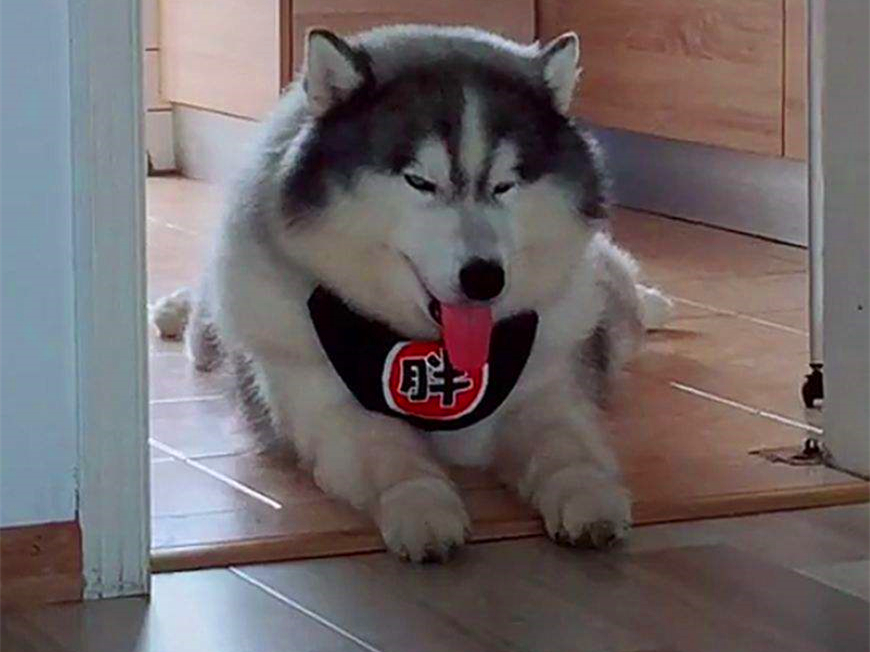 狗狗正常吃饭营养也够但还是瘦,狗狗基因取决于母系还是父系