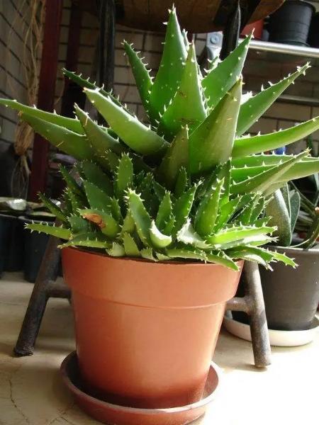 芦荟养着有啥用,芦荟冬季怎么浇水才能让它长大呢