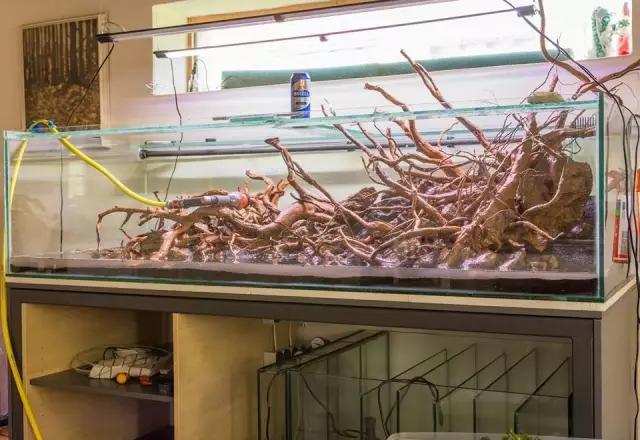 本色水景水草造景培训,本色水景水草培训