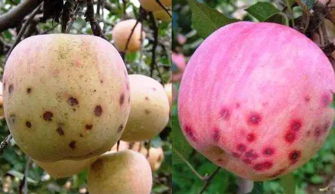 苹果苦痘病症状及发生原因,有苦痘病苹果还能吃吗