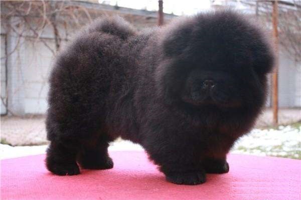 纯种松狮犬好养吗,纯种松狮犬的标准