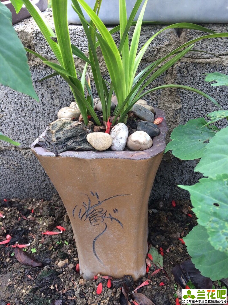 兰花是喜湿还是喜干怎么浇水,湿植料种兰花要马上浇水吗