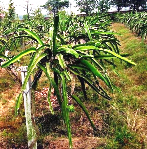 火龙果解药有效果吗,火龙果受伤后愈合的全过程