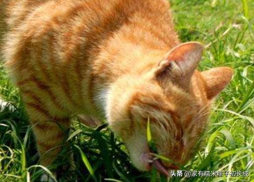 猫咪呕吐未消化完的食物怎么办,猫咪吃完化毛膏呕吐是什么原因