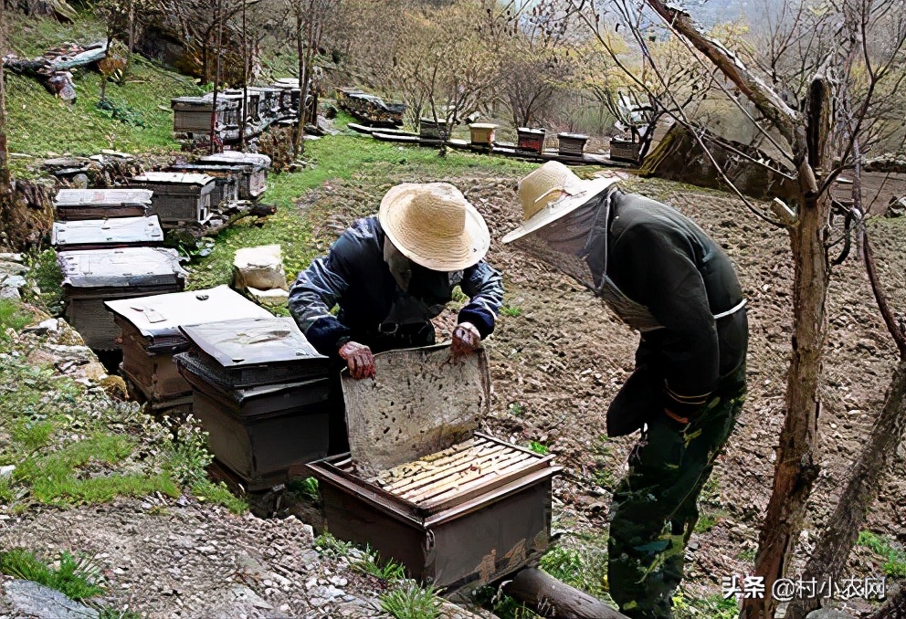 2022年农村创业什么最赚钱快,适合农村创业的最新致富项目