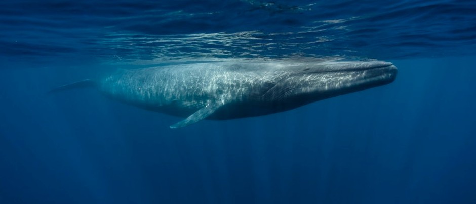 蓝鲸的心跳有多厉害,蓝鲸为什么要深潜
