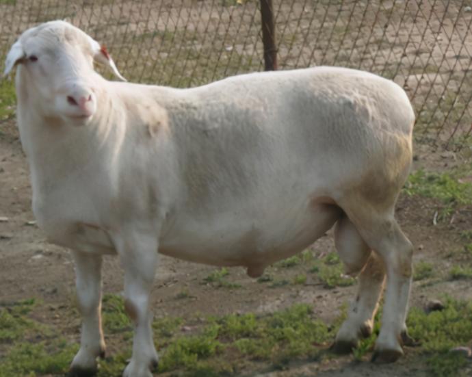 母羊产后奶水少怎么办,母羊产后奶水不足母羊不吃食